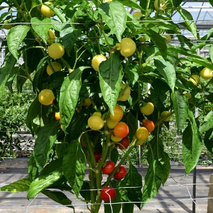 Picture of Little Bomb Pepper Seeds